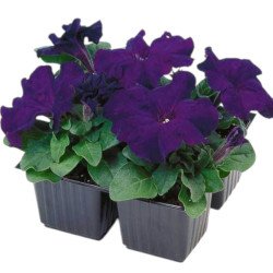 Петунія Лімбо F1 синя (blue) /1.000 насінин (драже)/ *Hem Genetics*