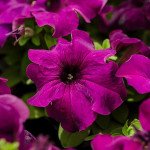 Петуния Лимбо F1 темно-пурпурная (deep purple) /1.000 семян (драже)/ *Hem Genetics*