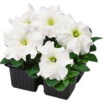 Петуния Танго F1 белая (white) /1.000 семян (драже)/ *Hem Genetics*