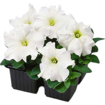 Петуния Танго F1 белая (white) /1.000 семян (драже)/ *Hem Genetics*