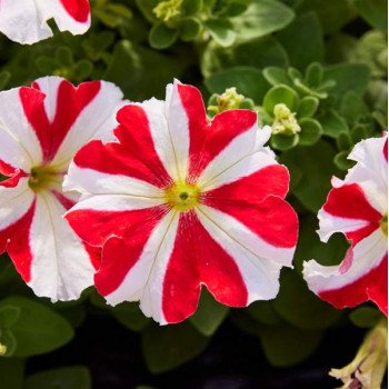 Петуния Танго F1 красная звезда (red star) /1.000 семян (драже)/ *Hem Genetics*