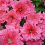 Петуния Танго F1 красная с прожилками (red veined) /1.000 семян (драже)/ *Hem Genetics*