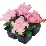 Петунія Танго F1 лососева (salmon) /1.000 насінин (драже)/ *Hem Genetics*