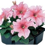 Петунія Танго F1 лососева з прожилками (salmon veined) /1.000 насінин (драже)/ *Hem Genetics*