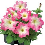 Петунія Танго F1 червоний ранок (red morn) /1.000 насінин (драже)/ *Hem Genetics*