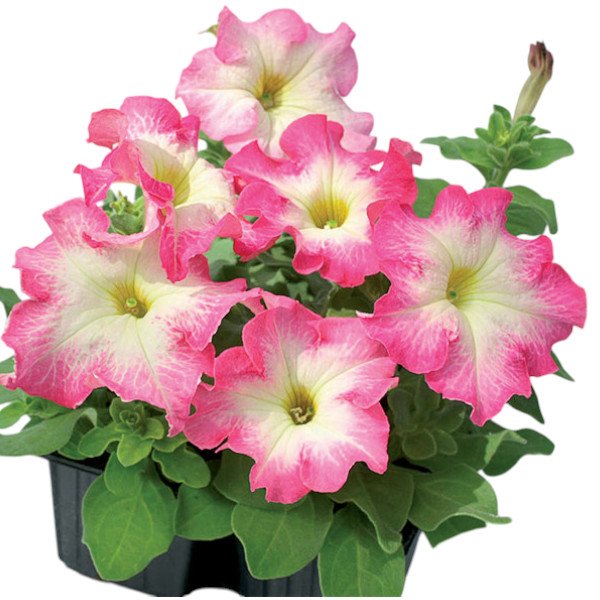 Насіння петунії Танго F1 червоний ранок (red morn) /1.000 насінин (драже)/ *Hem Genetics*