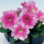 Петуния Танго F1 розовая с прожилками (rose veined) /1.000 семян (драже)/ *Hem Genetics*