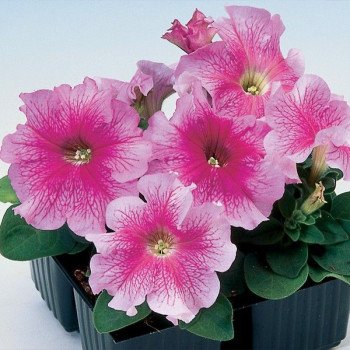 Петуния Танго F1 розовая с прожилками (rose veined) /1.000 семян (драже)/ *Hem Genetics*