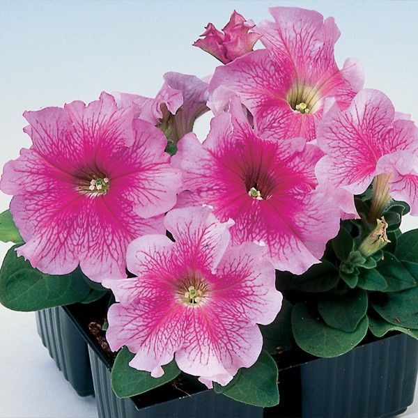 Насіння петунії Танго F1 рожева з прожилками (rose veined) /1.000 насінин (драже)/ *Hem Genetics*