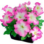 Петунія Танго F1 рожевий ранок (rose morn) /1.000 насінин (драже)/ *Hem Genetics*