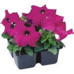 Петунія Танго F1 фіолетова (violet) /1.000 насінин (драже)/ *Hem Genetics*