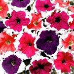 Петуния Фрост F1 смесь (mix) /1.000 семян (драже)/ *Syngenta*