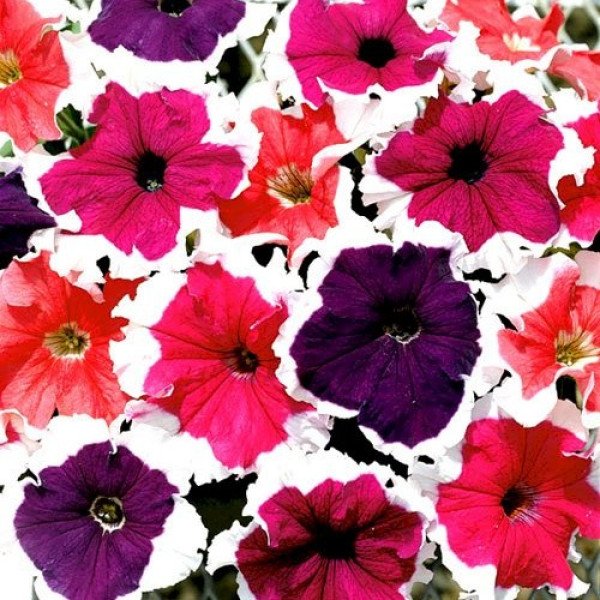 Семена петунии Фрост F1 смесь (mix) /1.000 семян (драже)/ *Syngenta*