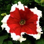 Петунія Фрост F1 червона (red) /1.000 насінин (драже)/ *Syngenta*