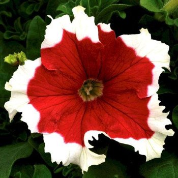 Петуния Фрост F1 красная (red) /1.000 семян (драже)/ *Syngenta*