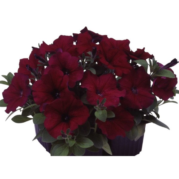Насіння петунії Ламбада F1 бургунді (burgundy) /1.000 насінин (драже)/ *Hem Genetics*