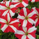 Петуния Ламбада F1 красная звезда (red star) /1.000 семян (драже)/ *Hem Genetics*