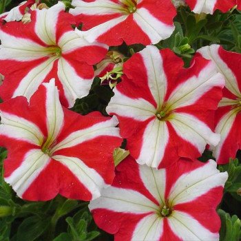 Петуния Ламбада F1 красная звезда (red star) /1.000 семян (драже)/ *Hem Genetics*