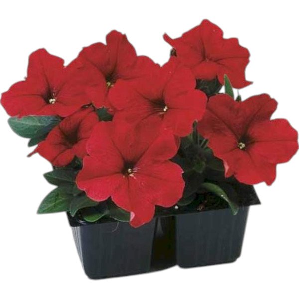 Насіння петунії Ламбада F1 червона (red) /1.000 насінин (драже)/ *Hem Genetics*