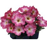 Петунія Ламбада F1 лососевий ранок (salmon morn) /1.000 насінин (драже)/ *Hem Genetics*