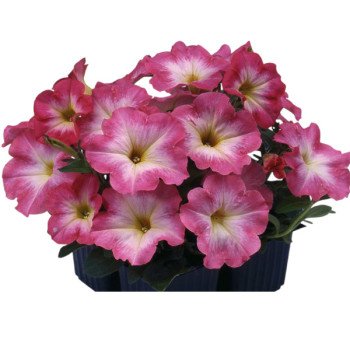 Петуния Ламбада F1 лососевое утро (salmon morn) /1.000 семян (драже)/ *Hem Genetics*