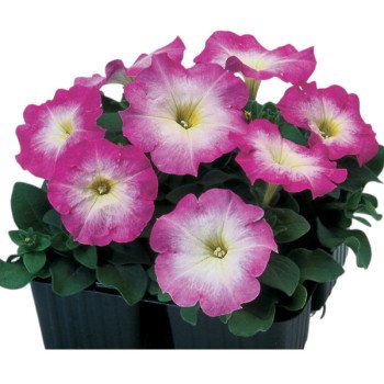 Петунія Ламбада F1 рожевий ранок (rose morn) /1.000 насінин (драже)/ *Hem Genetics*