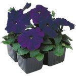 Петунія Ламбада F1 синя (blue) /1.000 насінин (драже)/ *Hem Genetics*