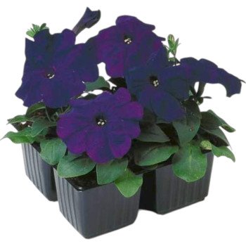 Петуния Ламбада F1 синяя (blue) /1.000 семян (драже)/ *Hem Genetics*