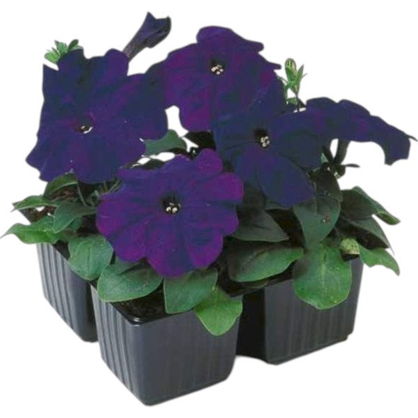 Насіння петунії Ламбада F1 синя (blue) /1.000 насінин (драже)/ *Hem Genetics*