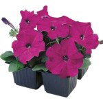 Петунія Ламбада F1 фіолетова (violet) /1.000 насінин (драже)/ *Hem Genetics*