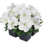 Петунія Мамбо F1 біла (white) /1.000 насінин (драже)/ *Hem Genetics*