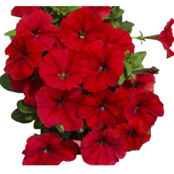 Петунія Мамбо F1 червона (red) /1.000 насінин (драже)/ *Hem Genetics*