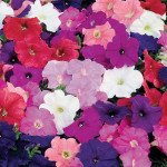 Петунія Мамбо F1 суміш (mix) /1.000 насінин (драже)/ *Hem Genetics*