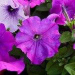 Петунія Мамбо F1 фіолетова (violet) /1.000 насінин (драже)/ *Hem Genetics*