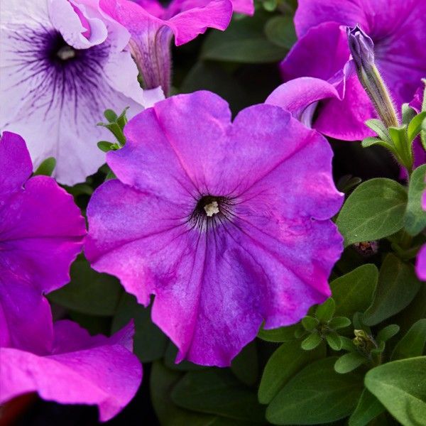 Насіння петунії Мамбо F1 фіолетова (violet) /1.000 насінин (драже)/ *Hem Genetics*