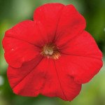 Петуния Пикобелла F1 красная (red) /200 семян (драже)/ *Syngenta*