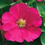 Петуния Пикобелла F1 розовая (rose) /200 семян (драже)/ *Syngenta*