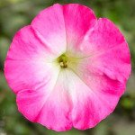 Петуния Пикобелла F1 розовое утро (rose morn) /200 семян (драже)/ *Syngenta*