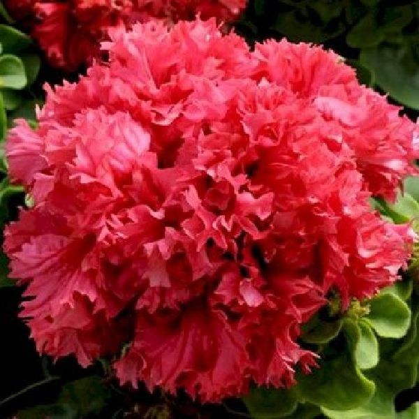 Семена петунии Валентайн F1 красная (red) /200 семян (драже)/ *Pan American*