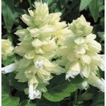 Сальвія Сальса біла (white) /100 насінин/ *Syngenta*