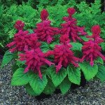 Сальвия Сальса бургунди (burgundy) /100 семян/ *Syngenta*