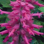 Сальвия Сальса розовая (rose) /100 семян/ *Syngenta*