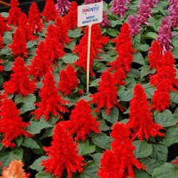 Сальвія Редді яскраво-червона (bright red) /100 насінин/ *Hem Genetics*