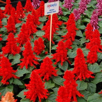 Сальвия Редди ярко-красная (bright red) /100 семян/ *Hem Genetics*