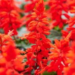 Сальвія Редді яскраво-червона (bright red) /1.000 насінин/ *Hem Genetics*