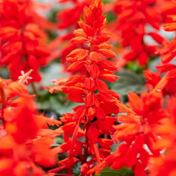 Насіння cальвіі Редді яскраво-червона (bright red) /1.000 насінин/ *Hem Genetics*