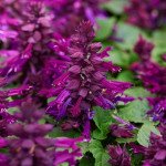 Сальвія Редді пурпурна (purple) /100 насінин/ *Hem Genetics*