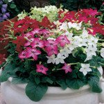 Тютюн Саратога F1 суміш (mix) /200 насінин (драже)/ *Syngenta*