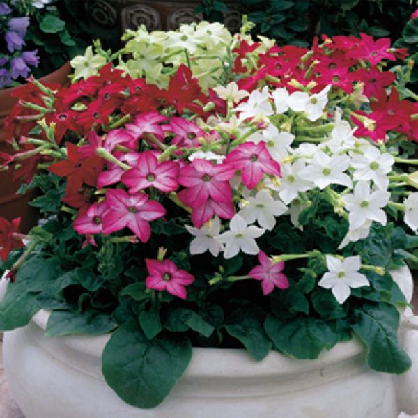 Насіння тютюну Саратога F1 суміш (mix) /200 насінин (драже)/ *Syngenta*