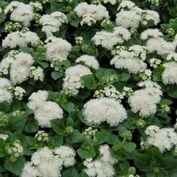 Агератум Алоха F1 белый (white) /100 семян (драже)/ *Hem Genetics*